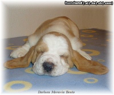 Basset Hound Darleen Moravia Bento