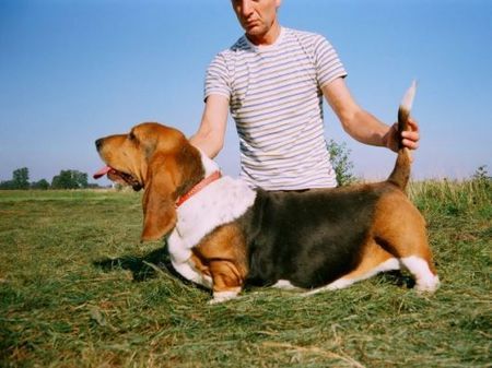 Basset Hound Ofelia  Stary Kon