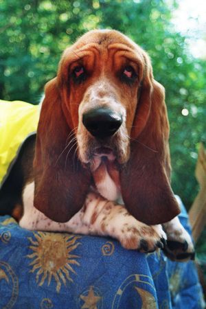 Basset Hound Gottlieb vom Julenhof 7Monate