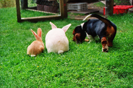 Basset Hound Gottlieb vom Julenhof 15Wo.