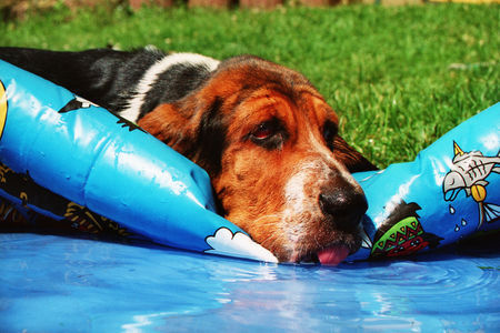 Basset Hound Gottlieb vom Julenhof 