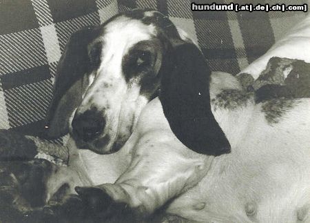 Basset Hound Königinmutter Minnie