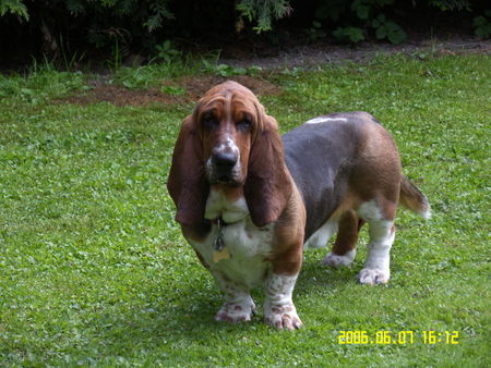 Basset Hound Mein Basset Butler :-) 