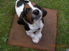 Basset Hound Hund