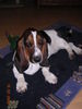 Basset Hound Hund