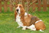 Basset Hound Hund