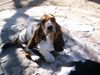 Basset Hound Hund