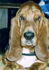 Basset Hound Hund