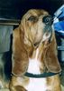 Basset Hound Hund