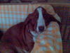 Basset Hound Hund