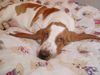 Basset Hound Hund