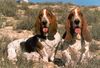 Basset Hound Hund