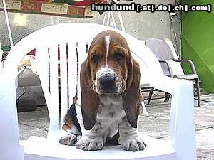 Basset Hound Queen´s Hermelin