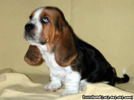 Basset Hound Was wollen die denn???