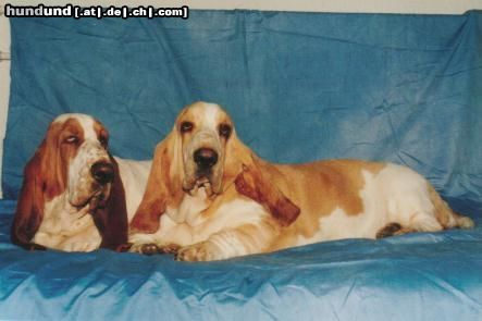 Basset Hound kennel Moravia Bray