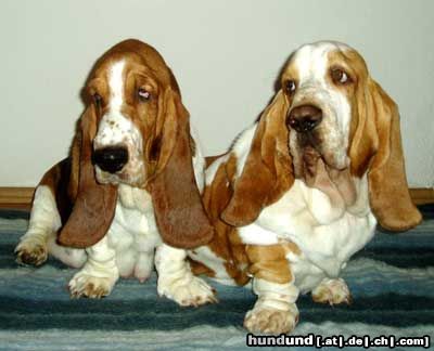 Basset Hound Vilbur und Ornela 