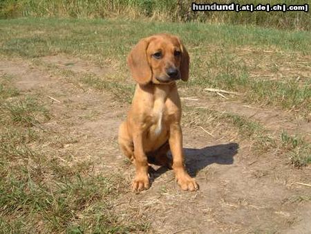 Bayerischer Gebirgsschweisshund Unsere kleine Tessa (hier mit 10 Wochen)  wirbelt unser Leben ganz schön durcheinander, auch wenn man das auf diesem Photo nicht erkennen kann!