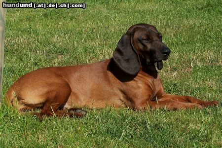 Bayerischer Gebirgsschweisshund Alga