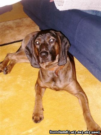 Bayerischer Gebirgsschweisshund Astor (8 Monate)