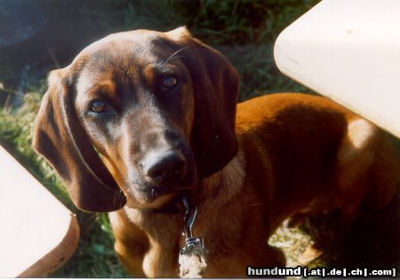 Bayerischer Gebirgsschweisshund Bonzo mit 6 Monaten genießt die Sonne