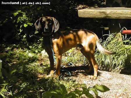 Bayerischer Gebirgsschweisshund