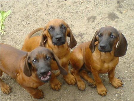 Bayerischer Gebirgsschweisshund