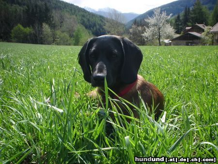 Bayerischer Gebirgsschweisshund Gianna jetzt mit 10 Monaten