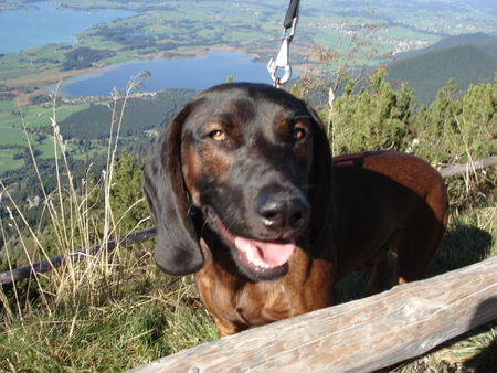 Bayerischer Gebirgsschweisshund Der Berg hat gerufen