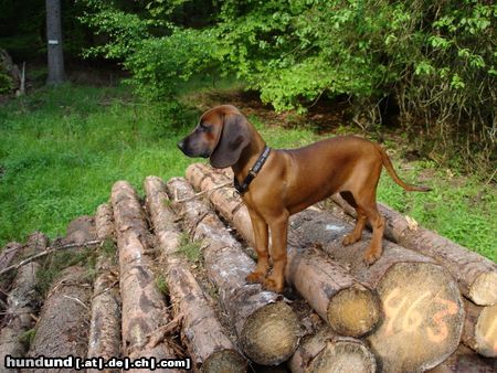 Bayerischer Gebirgsschweisshund immer hoch hinauf