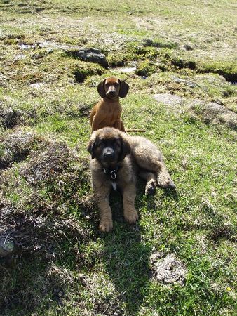 Bayerischer Gebirgsschweisshund Dora + Ginny(Leonberger) 4+5 Mte.