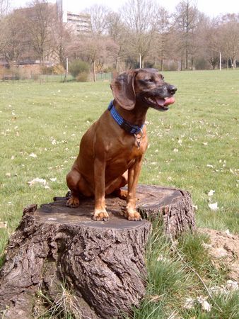 Bayerischer Gebirgsschweisshund Nix Neues 