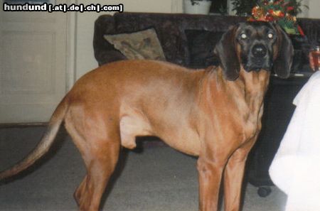 Bayerischer Gebirgsschweisshund  Franz 