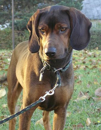 Bayerischer Gebirgsschweisshund Harry posiert fürs Foto