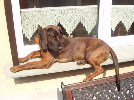 Bayerischer Gebirgsschweisshund Rüde 2 Jahre