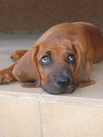 Bayerischer Gebirgsschweisshund maximus