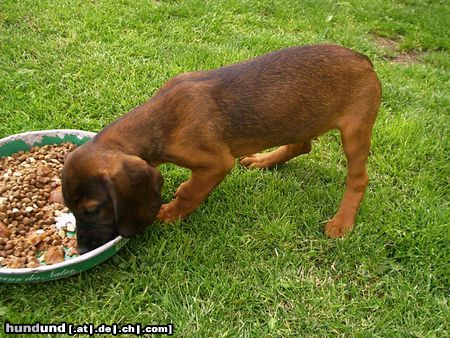 Bayerischer Gebirgsschweisshund sie frisst