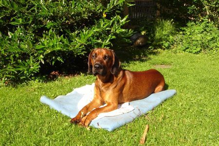 Bayerischer Gebirgsschweisshund BGS von der Fuchsmühle