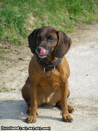 Bayerischer Gebirgsschweisshund Eika - Mmmmhhhh