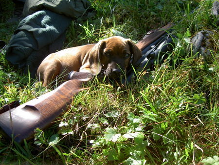 Bayerischer Gebirgsschweisshund Biggi v.d. Fuchsmühle (Bona v.d. Schweiz)