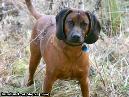 Bayerischer Gebirgsschweisshund Timmy, 11 Monate alt