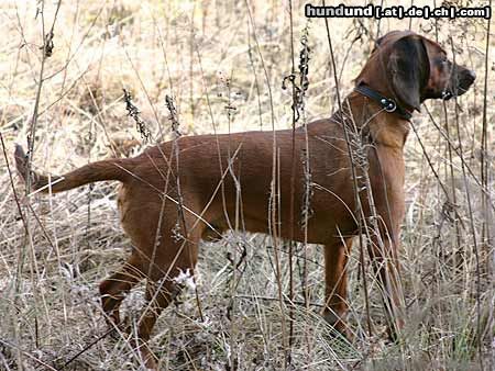 Bayerischer Gebirgsschweisshund Timmy, 11 Monate alt