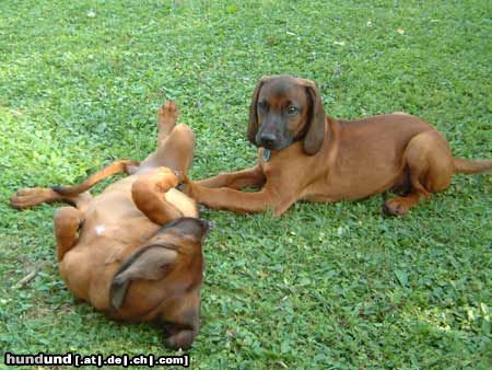 Bayerischer Gebirgsschweisshund Timmy (rechts) mit seiner Schwester,  13 Wochen alt