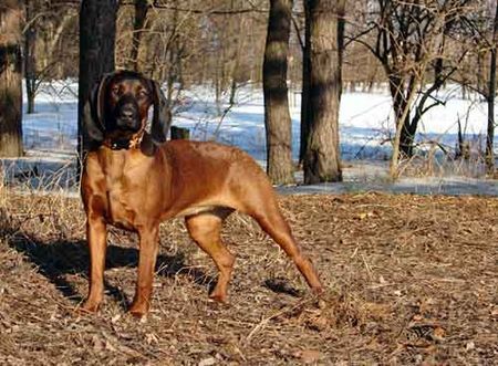 Bayerischer Gebirgsschweisshund AMBROSIA Cervarius