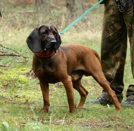 Bayerischer Gebirgsschweisshund ARON Cardinalis