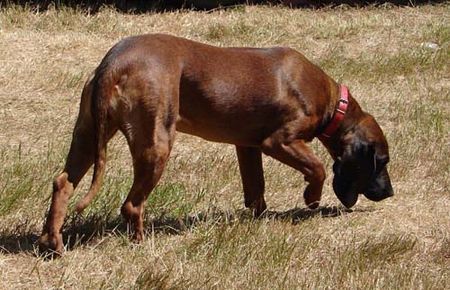 Bayerischer Gebirgsschweisshund AXA Cardinalis