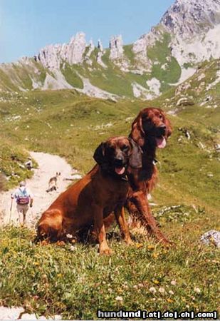 Bayerischer Gebirgsschweisshund Astor mit seinem Freund Setter Harry