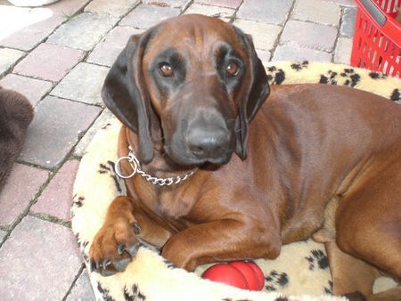 Bayerischer Gebirgsschweisshund Feldmann