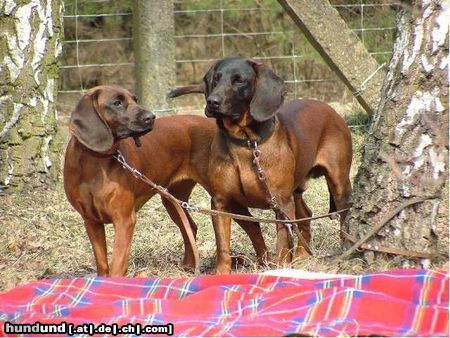 Bayerischer Gebirgsschweisshund GINA Herbu Czarna Maska & PUZEL z Krainy Przodkow