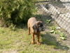 Bayerischer Gebirgsschweisshund Hund