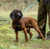 Bayerischer Gebirgsschweisshund Hund